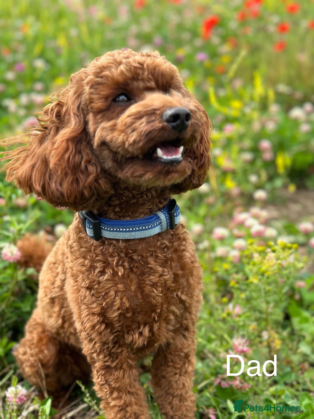 Cockapoo dogs for sale: Health Tested Miniature Cockapoo’s  - Image 11