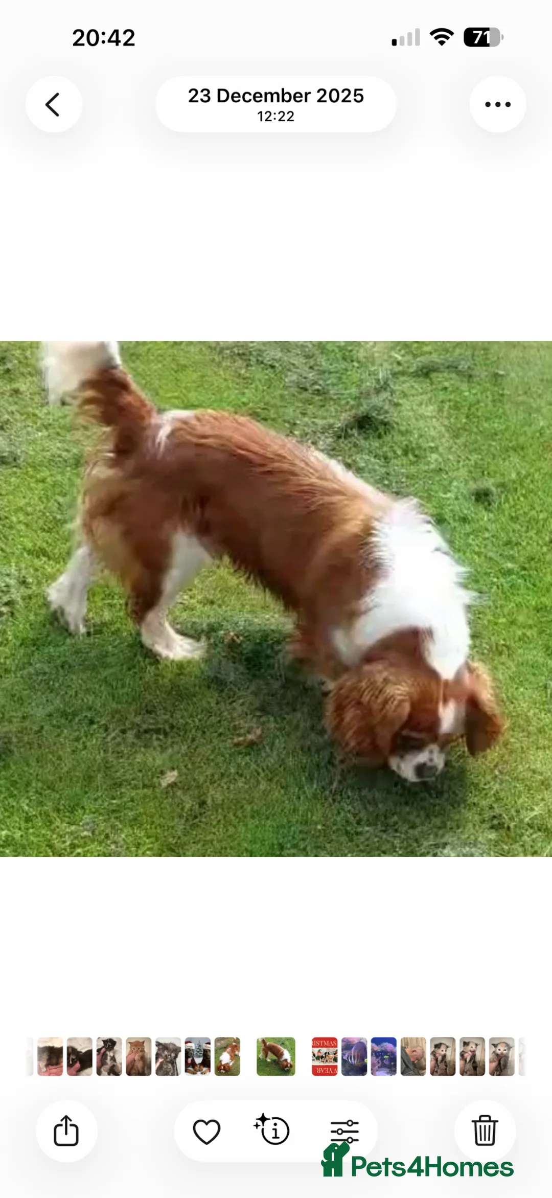 Cavalier King Charles Spaniel dogs for stud: Fully Health tested Cavalier at stud  - Advert 2