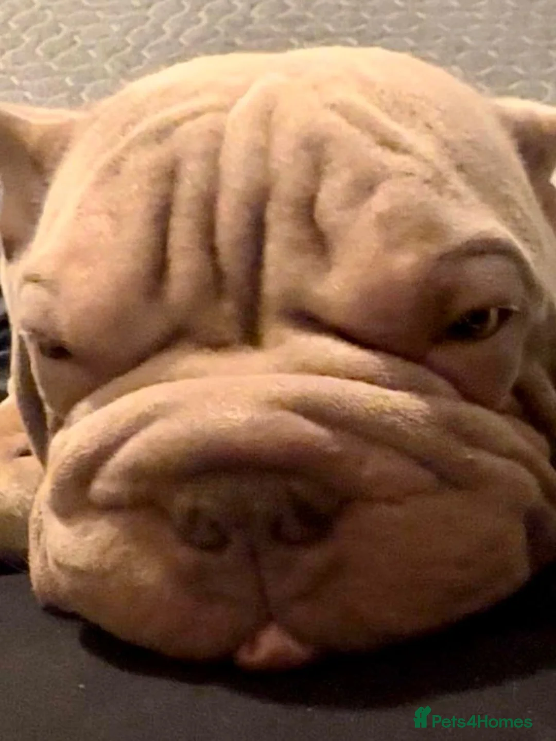 Mixed Breed dogs for stud: Sharpei x frenchie for STUD  - Advert 1