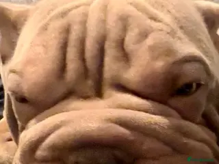 Mixed Breed dogs Sharpei x frenchie for STUD - Advert 2