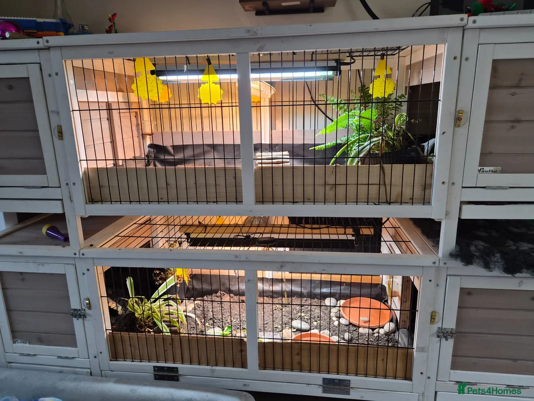 Tortoise reptiles for sale: Horsefield tortoises  - Advert 1