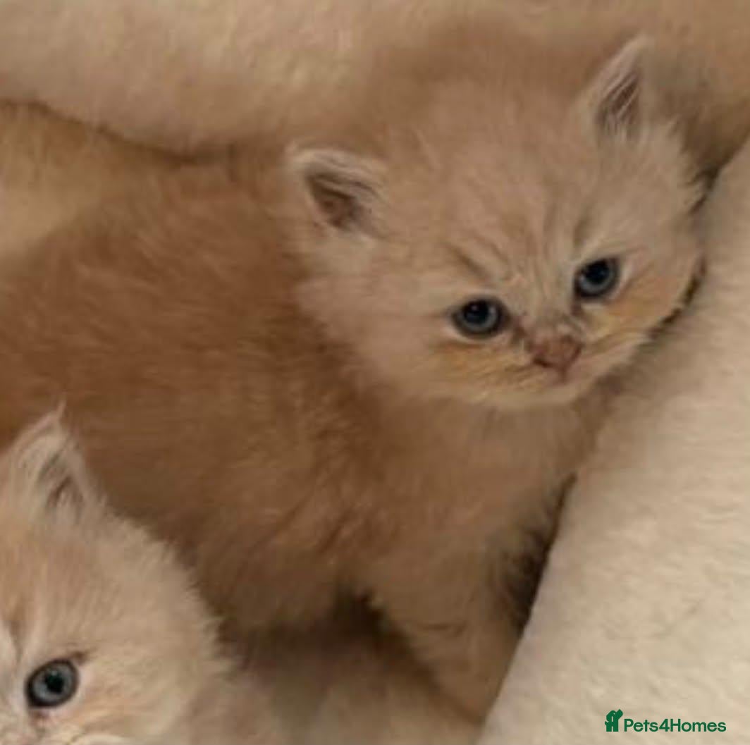 British Shorthair cats Cream British shorthair kittens 🍦 - Advert 2