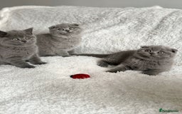 Scottish Fold cats for sale: Scottish fold and straight kittens  - Image 1