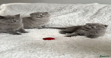 Scottish Fold cats - Advert 5