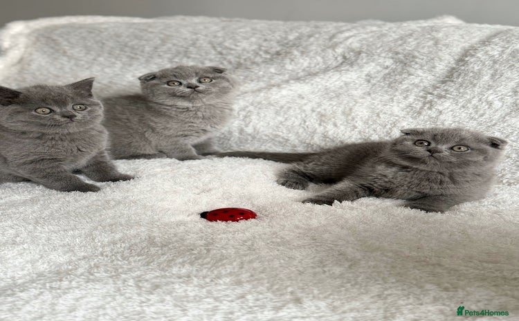 Scottish Fold cats - Advert 5