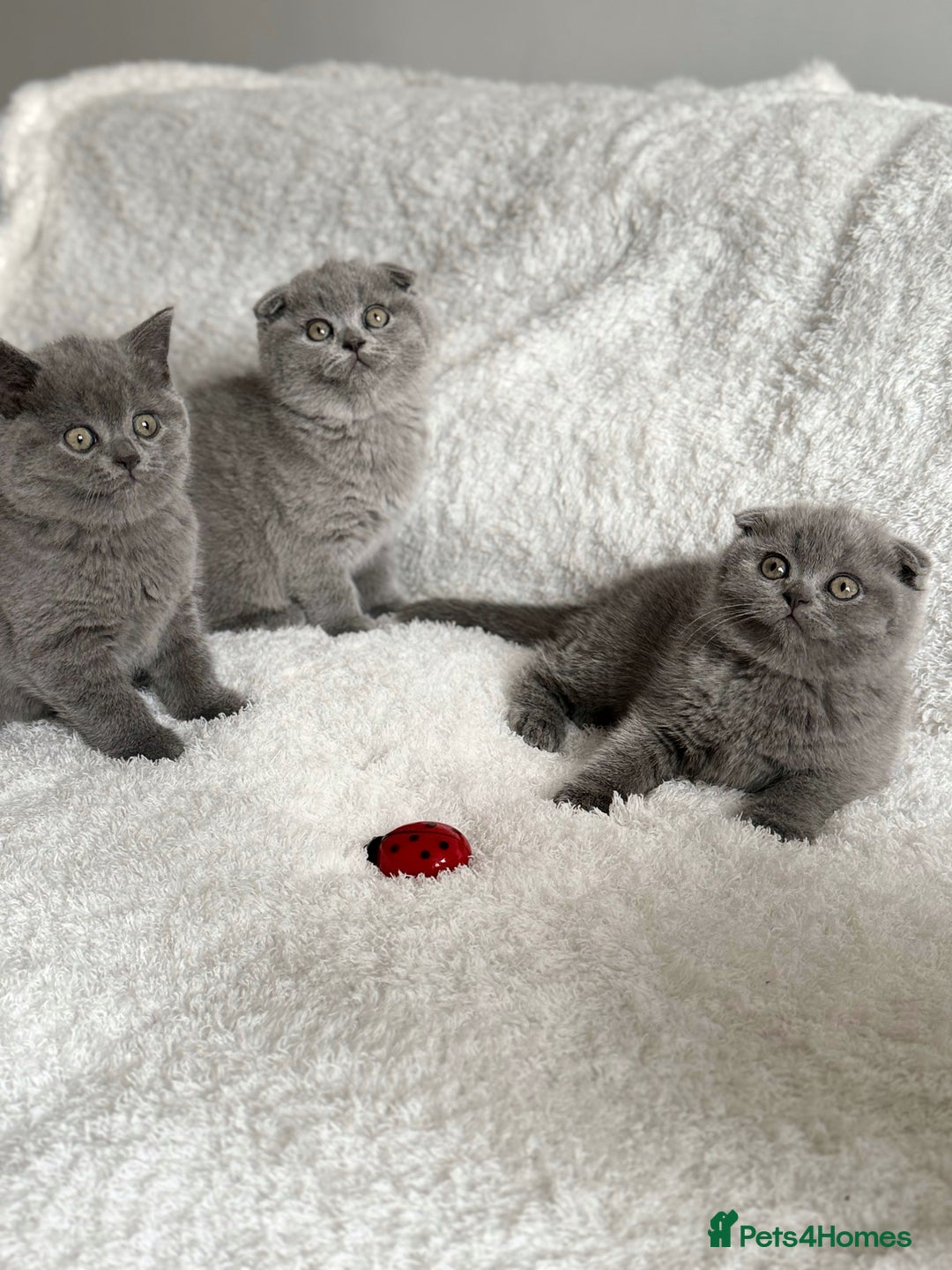 Scottish Fold cats for sale: Scottish fold and straight kittens  - Image 1