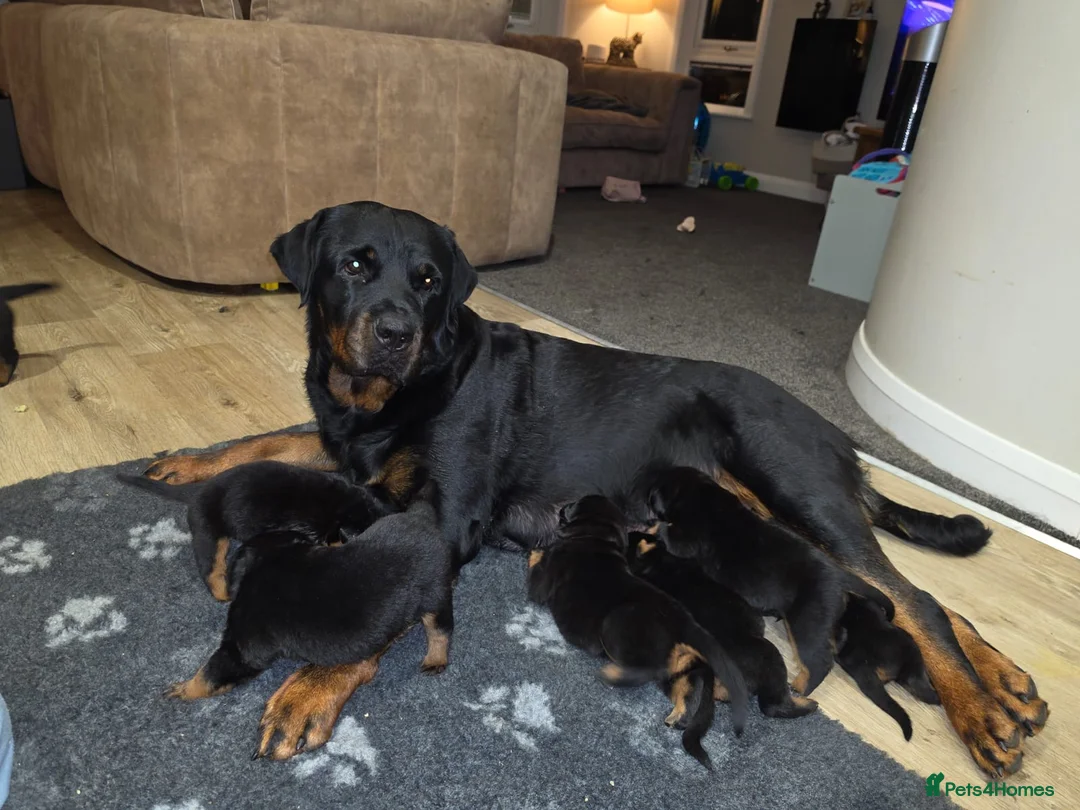 Rottweiler dogs for sale: 🐾 KC Rottweiler Puppies– Family Raised – 27th Jun in Knaresborough - Advert 2