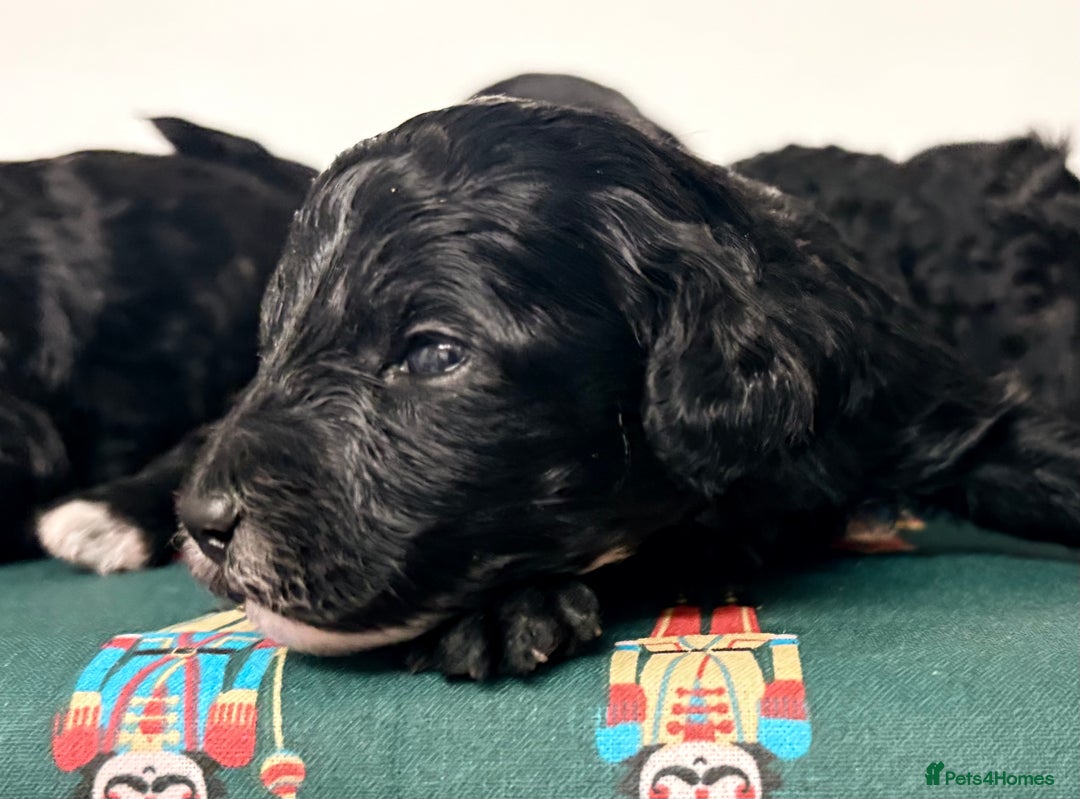 Cavapoochon dogs for sale: Rare Cavapoochons Home Raised PRA clear - Advert 27