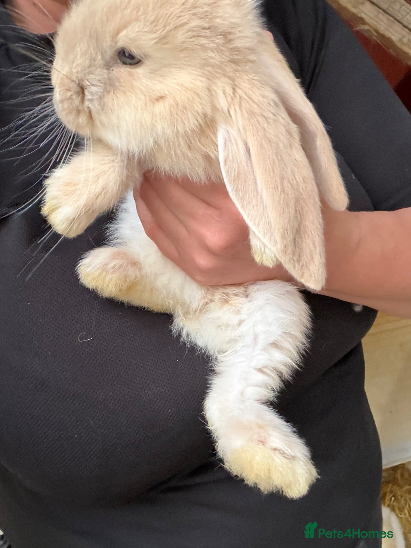 French Lop rabbits Beautiful litter of Giant French lops  - Advert 14