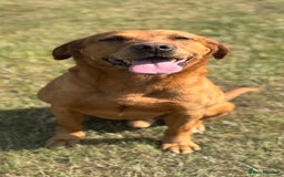 Labrador Retriever dogs for sale: WAITING LIST - KC Reg Fully Health Tested Parents - Image 3