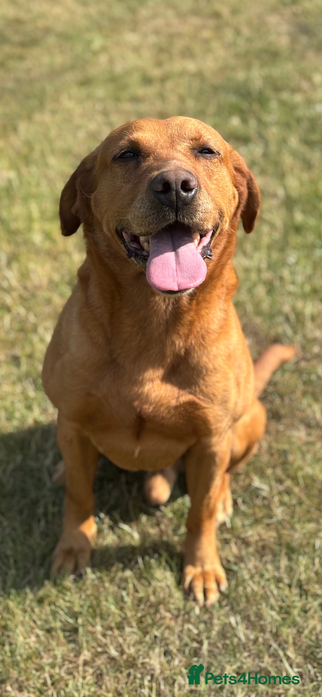 Labrador Retriever dogs for sale: WAITING LIST - KC Reg Fully Health Tested Parents - Image 3