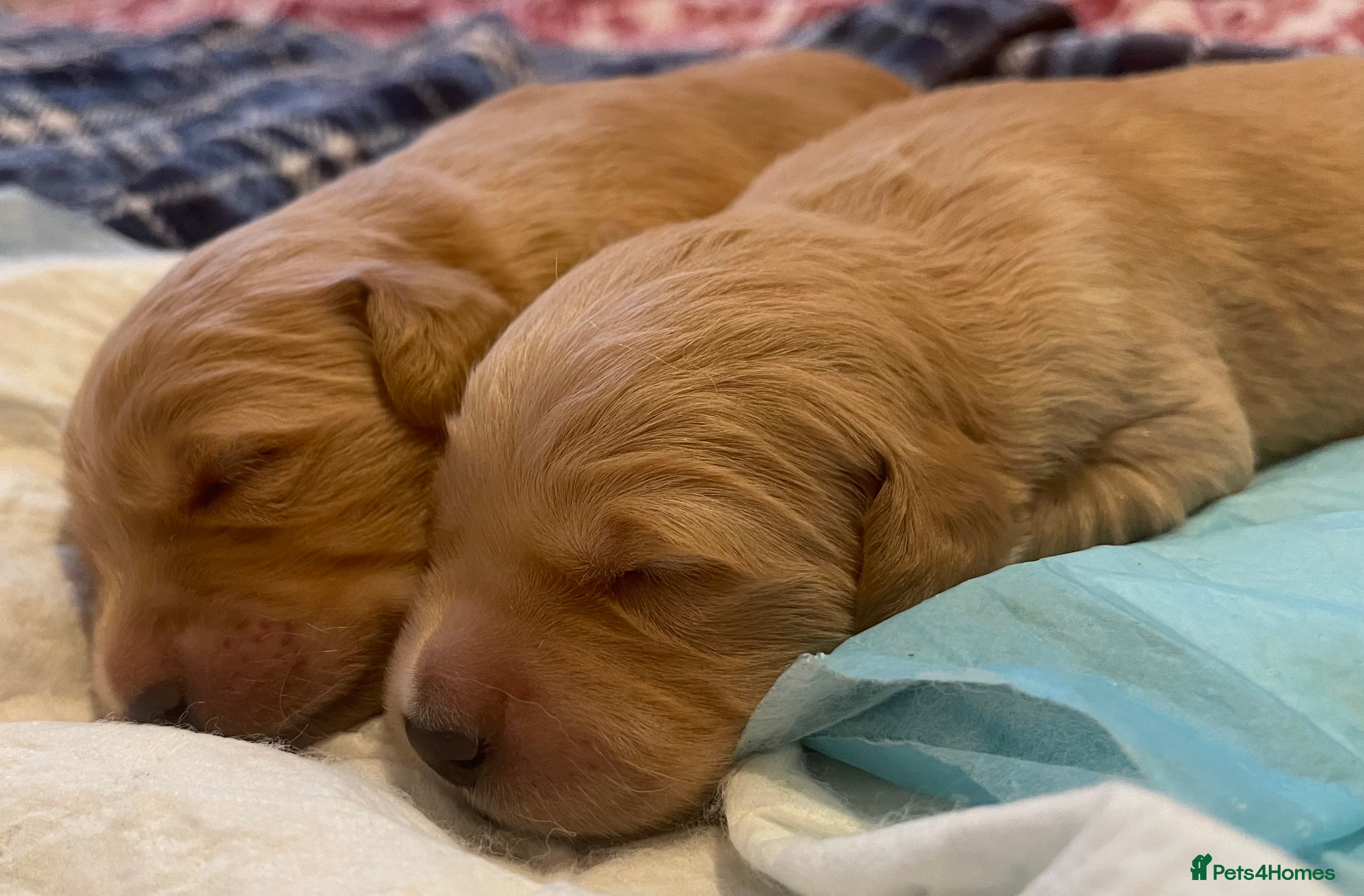 Golden Retriever dogs KC Registered Golden Retriever Puppies - Advert 11