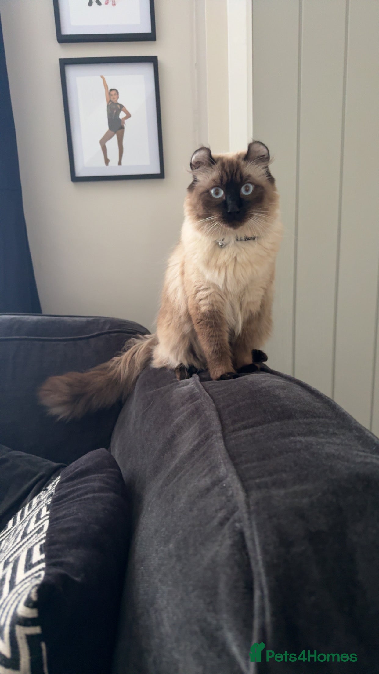 American Curl cats Beautiful male  in Wigan - Advert 3