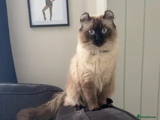 American Curl cats Beautiful male in Wigan - Advert 18