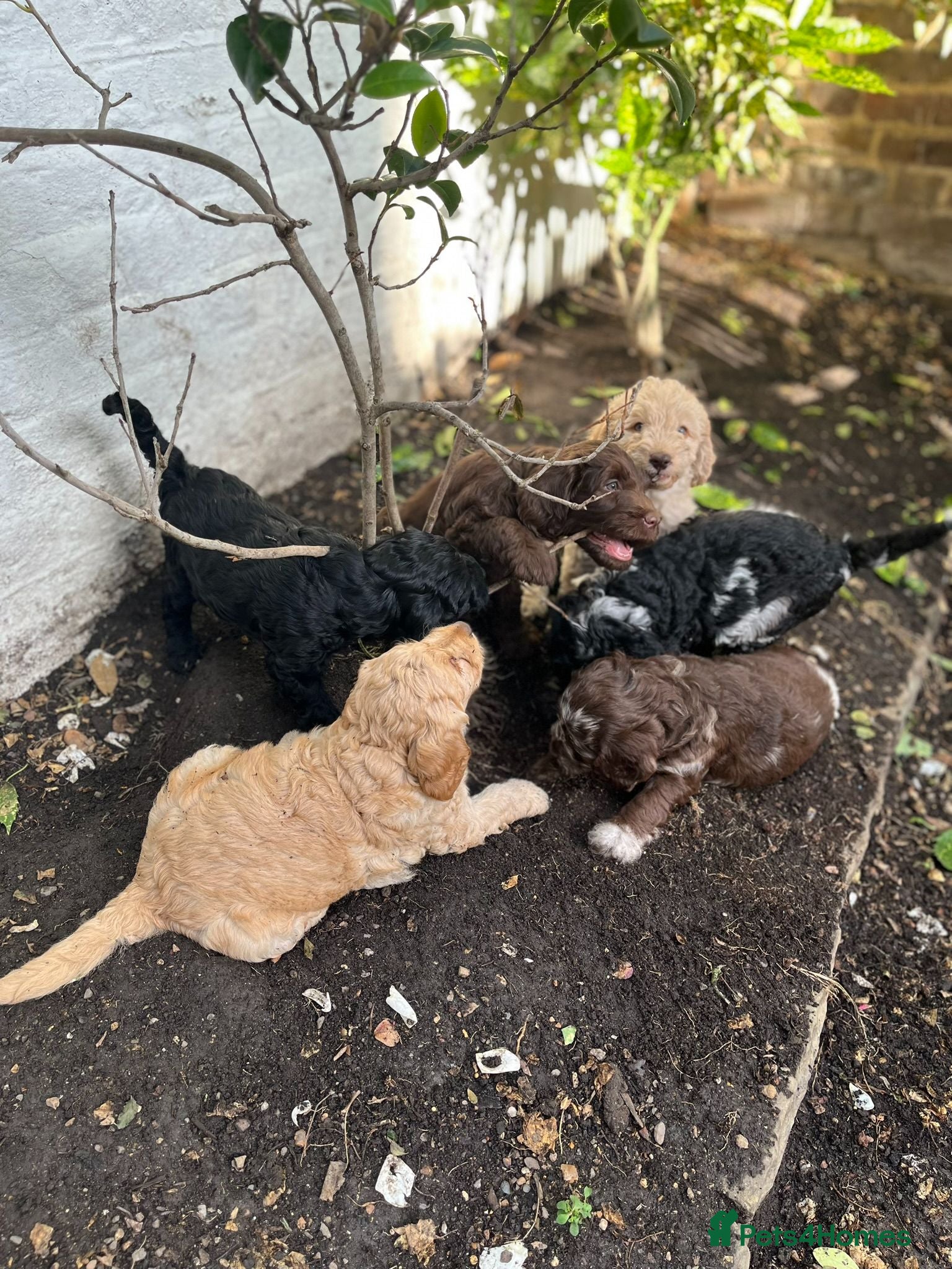 Labradoodle dogs Labradoodles (F1B) in Kensington, London W8 - Advert 1