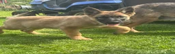 Mixed Breed dogs for sale: German shepherd cross puppies  in Manchester - Advert 20
