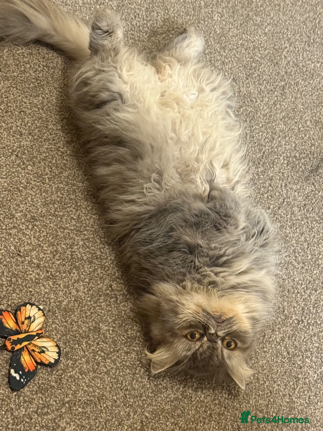 Mixed Breed cats for sale: Persian and Exotic Persian cross kittens - Advert 2