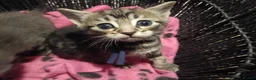Mixed Breed cats for sale: Beautiful grey/tabby kittens - Advert 14