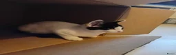 Mixed Breed cats for sale: Cute piebald kittens  - Advert 21