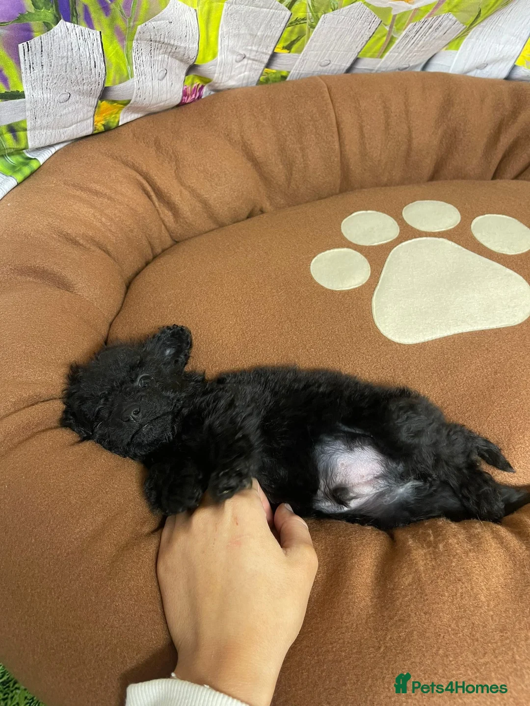 Cavapoo dogs for sale: F1B cavapoos ⭐️ - Advert 12