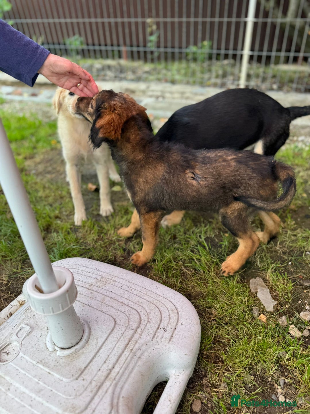 Mixed Breed dogs for adoption: RITA – a Superb young Girl for a Loving Home - Advert 15