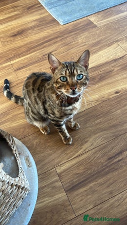 Bengal cats - Advert 6