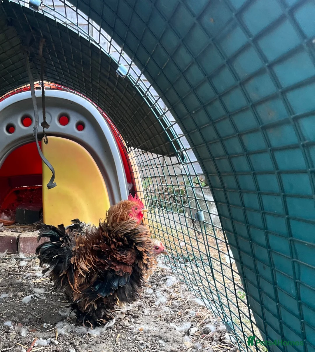 Chickens poultry for sale: Pekin Frizzle Bantam to find his new flock  - Advert 2