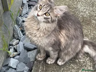 Maine Coon cats 3 beautiful pedigree Maine coon kittens - Advert 5