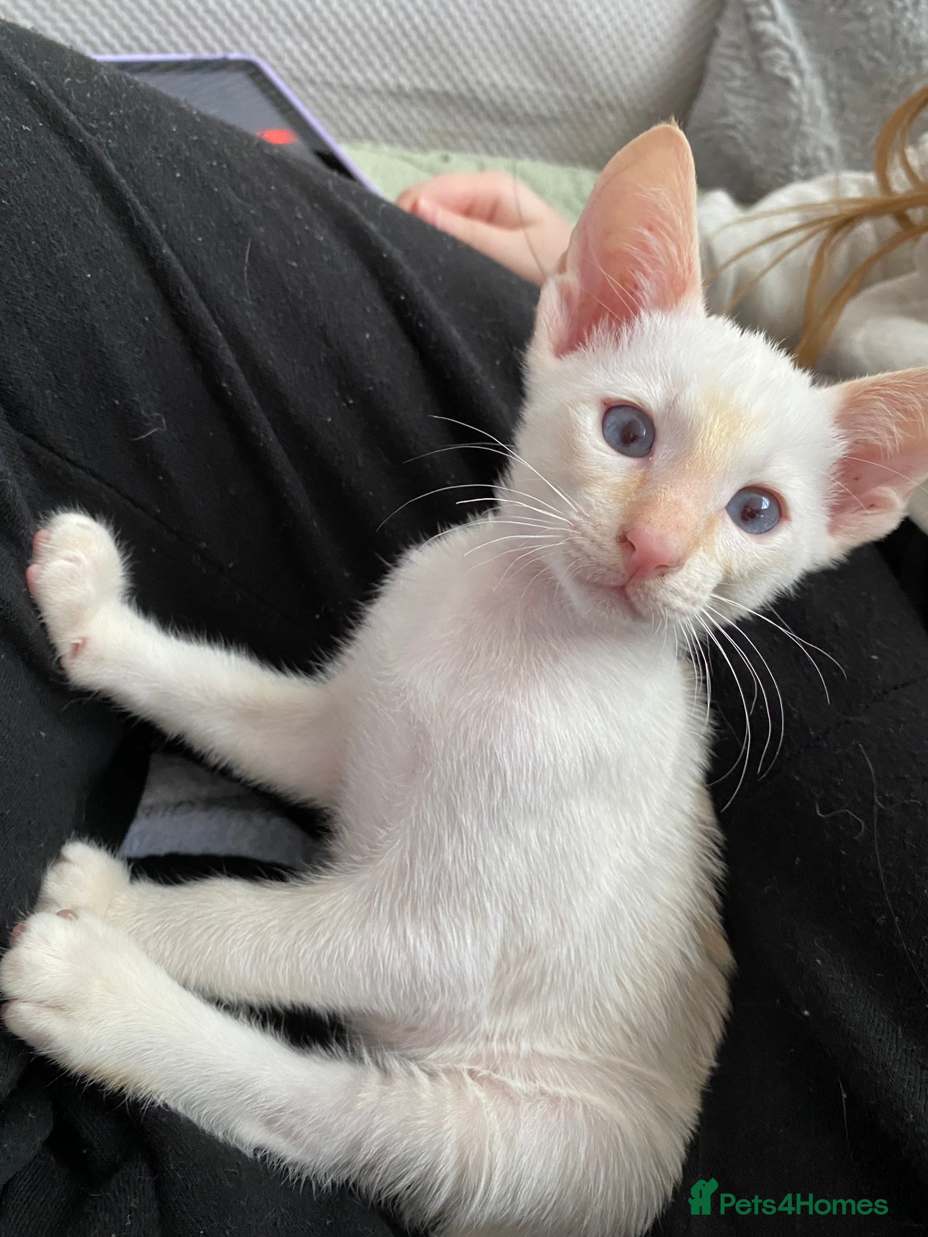 Siamese cats Siamese kittens for sale  - Advert 4