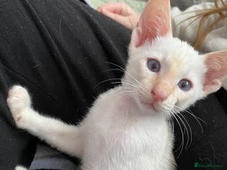 Siamese cats Siamese kittens for sale - Advert 4