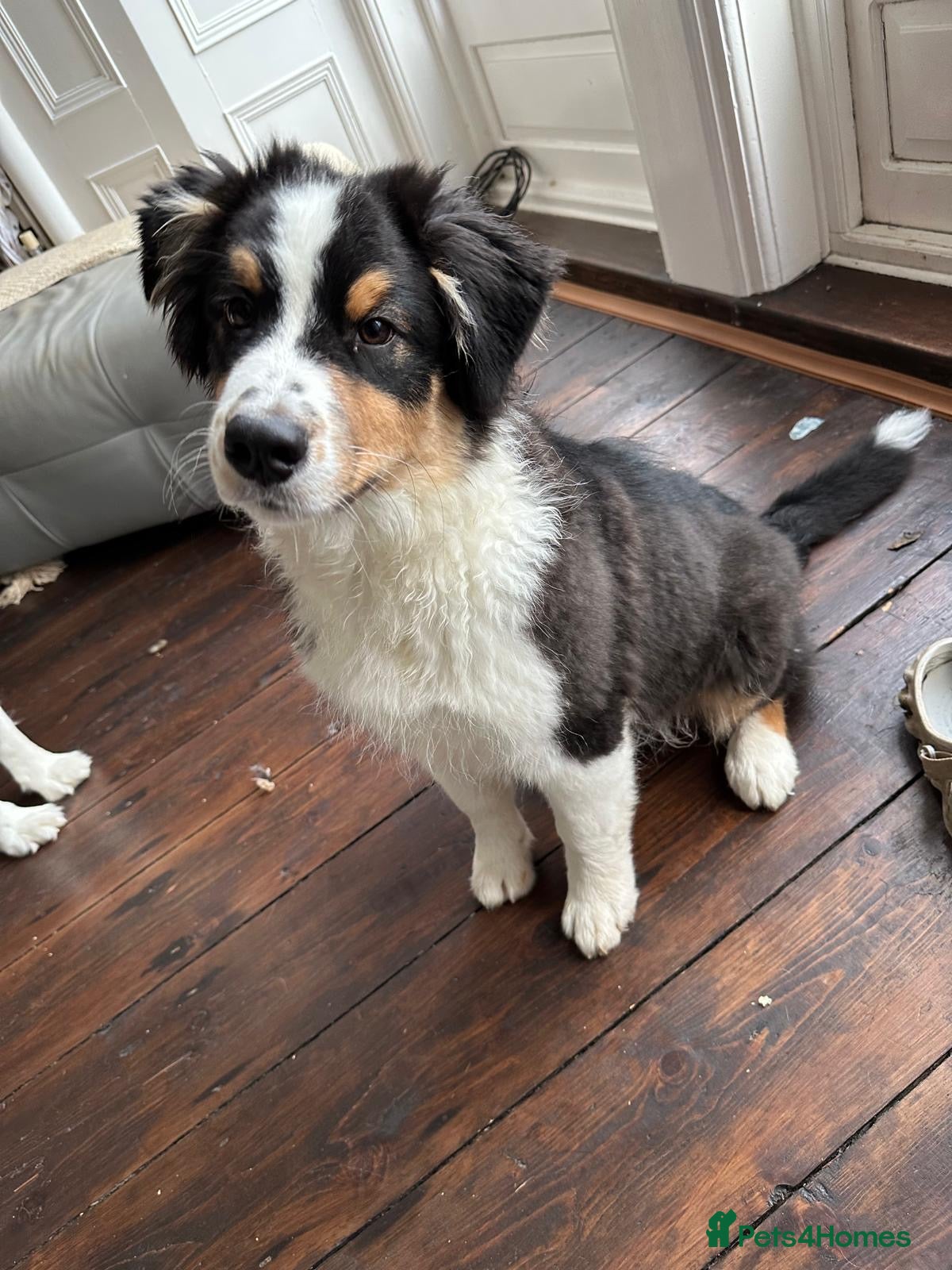 Australian Shepherd dogs 4 month old Aussie  - Advert 1