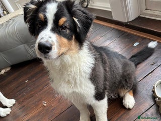 Australian Shepherd dogs 4 month old Aussie - Advert 1