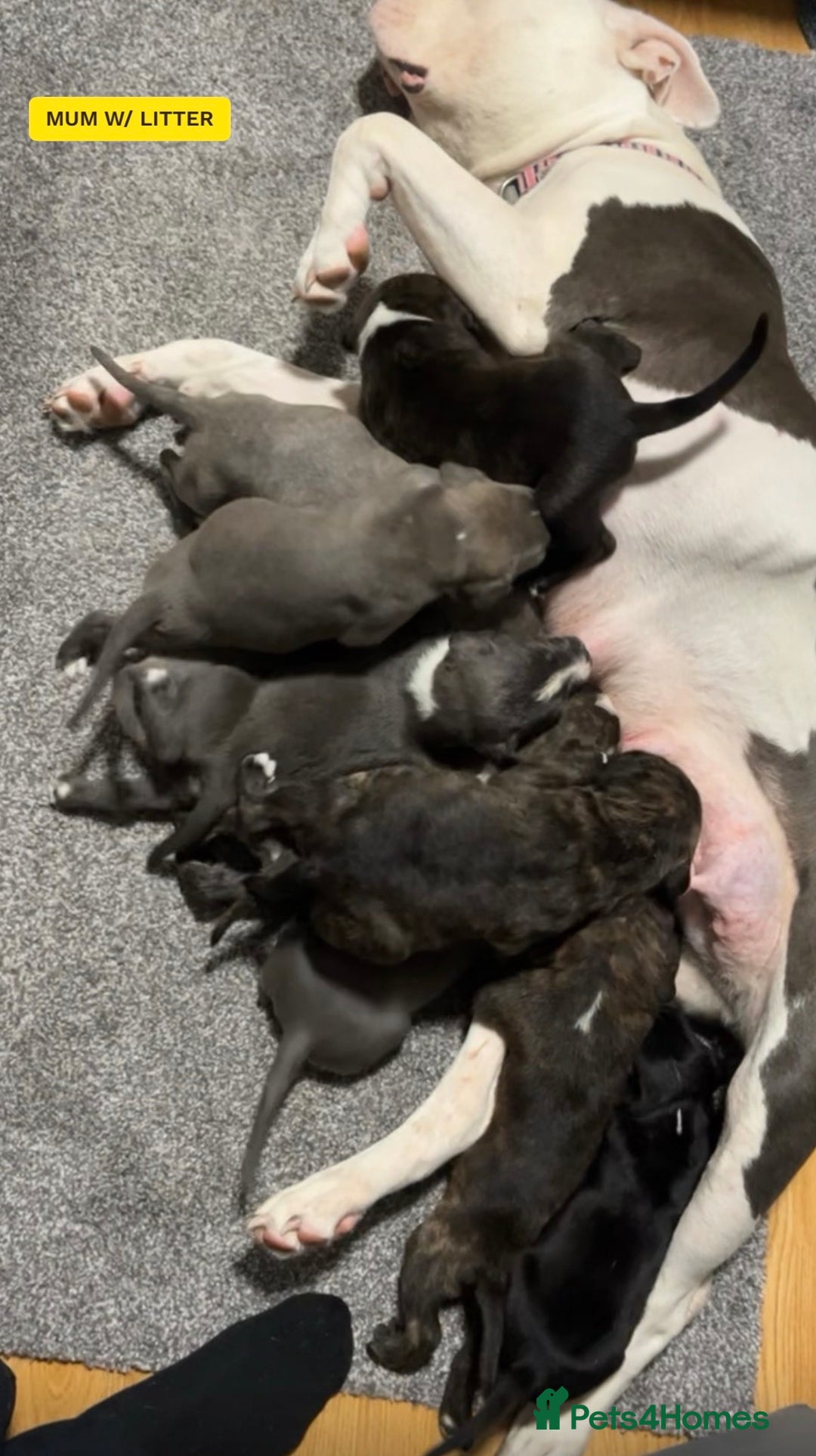 Mixed Breed dogs for sale: Dutch shephard x American bulldog  - Image 2