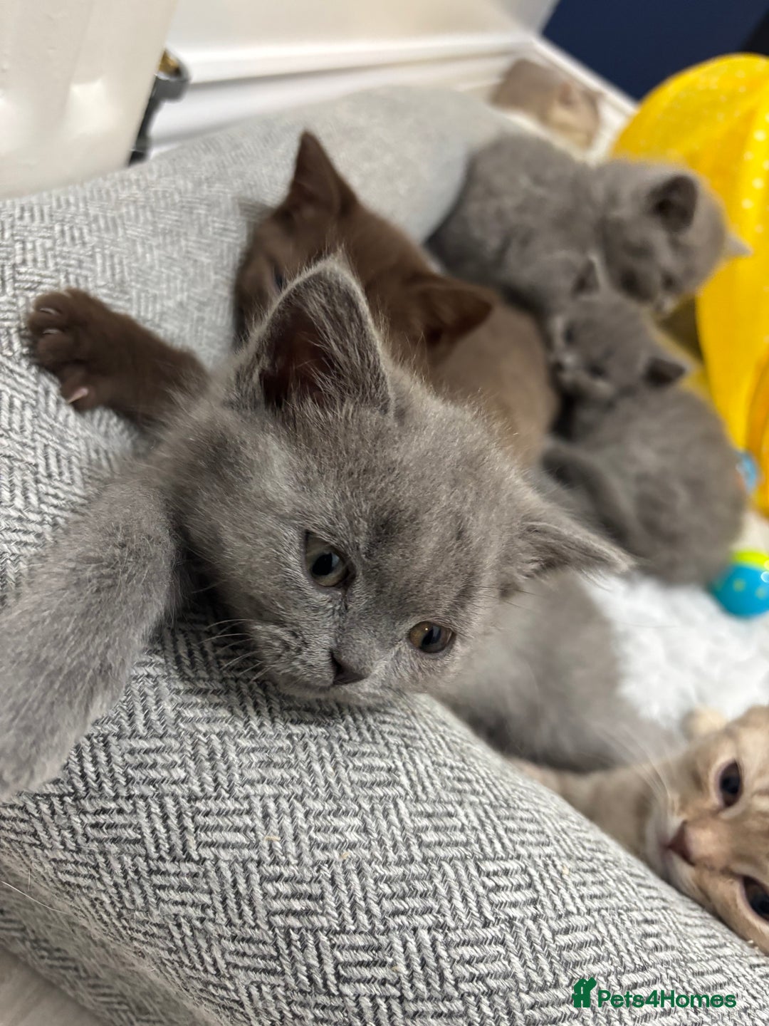 Scottish Fold cats for sale: British shorthair x Scottish fold kittens - Advert 2