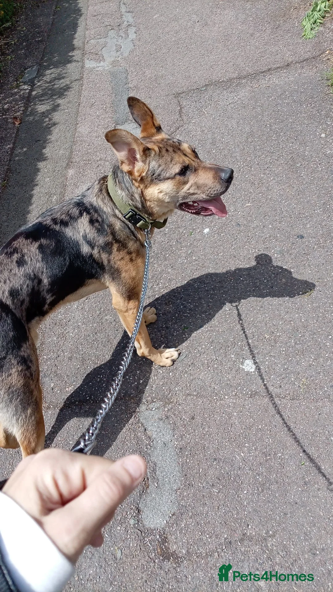 Mixed Breed dogs for sale: German Shepherd x Staffordshire terrier in Exeter - Advert 2