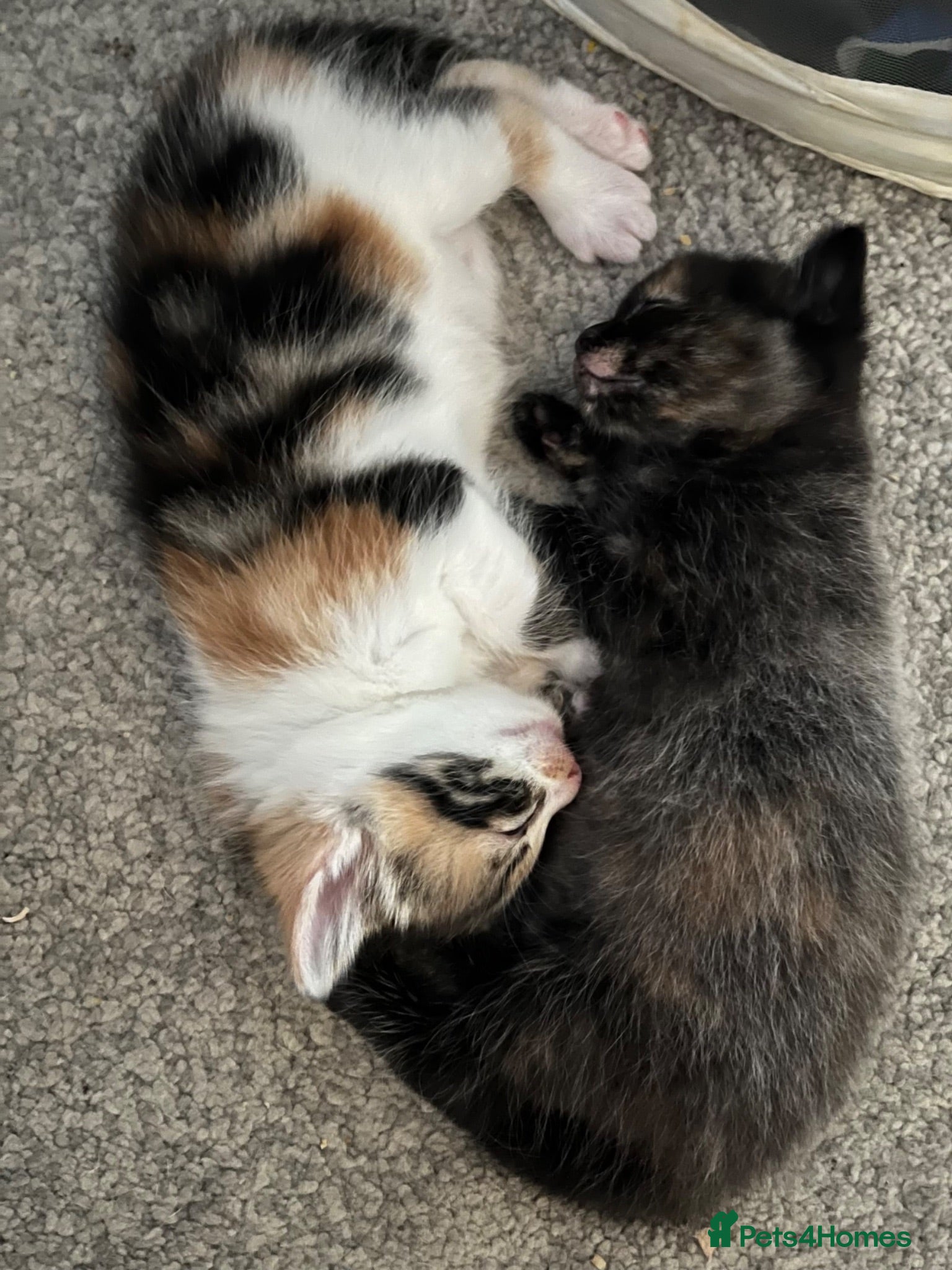 Mixed Breed cats Kittens  - Advert 1