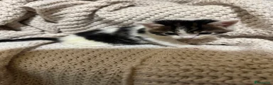 Rhylie 