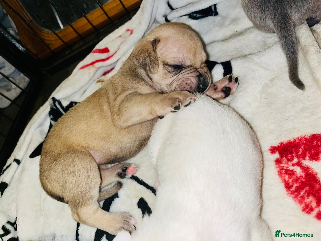 American Bull Staffy dogs for sale: Beautiful American bulldog x staff puppies   - Image 26