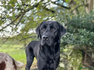 Labrador Retriever dogs DUKE OF DALE HEAD in Carlisle - Advert 9