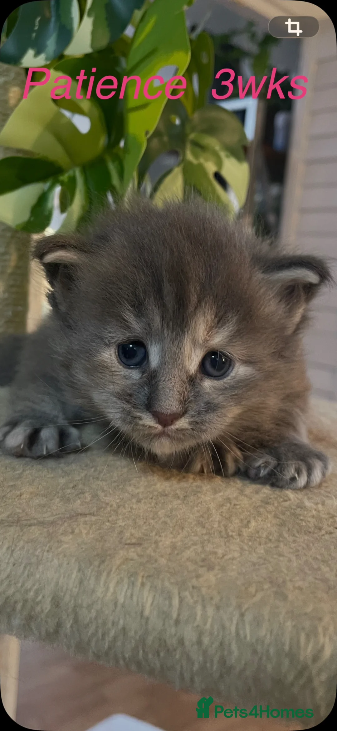 Maine Coon cats for sale: Adorable Maine Coon Kittens  - Advert 22