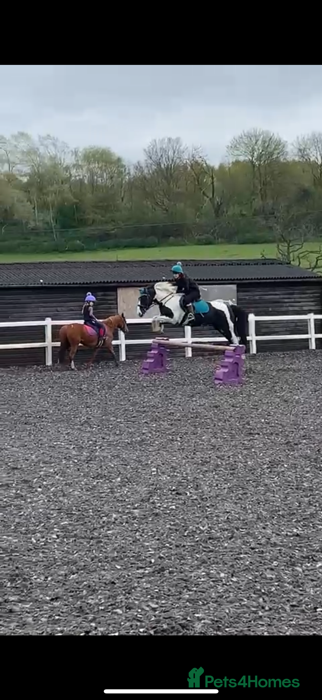 Other Breed horses for sale: Lady athena - Advert 17