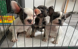 French Bulldog dogs for sale: Playful Frenchie Pups Ready 4 Their Forever Homes - Image 19