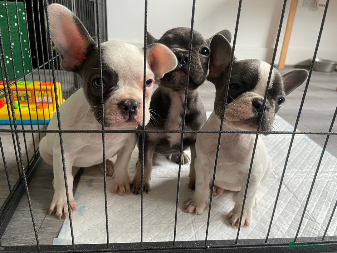 French Bulldog dogs for sale: Playful Frenchie Pups Ready 4 Their Forever Homes - Image 19