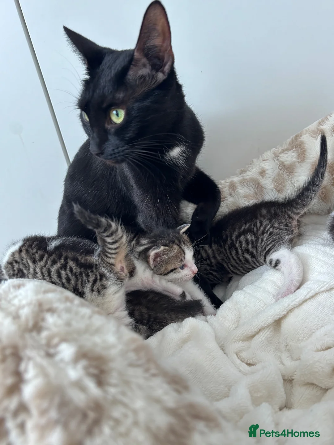 Mixed Breed cats for sale: Kittens for sale  - Advert 21