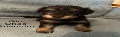 Schnoodle 6