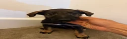 Mixed Breed dogs for sale: Puppies German Shepherd x Saluko x Dutch Harder - Advert 9