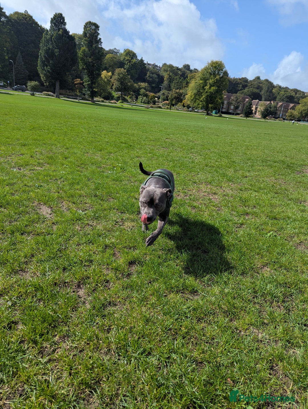 Staffordshire Bull Terrier dogs for sale: Blue female staff for sale  - Image 15