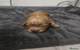 Cavapoo dogs for sale: Cavapoo puppies!!  - Image 3