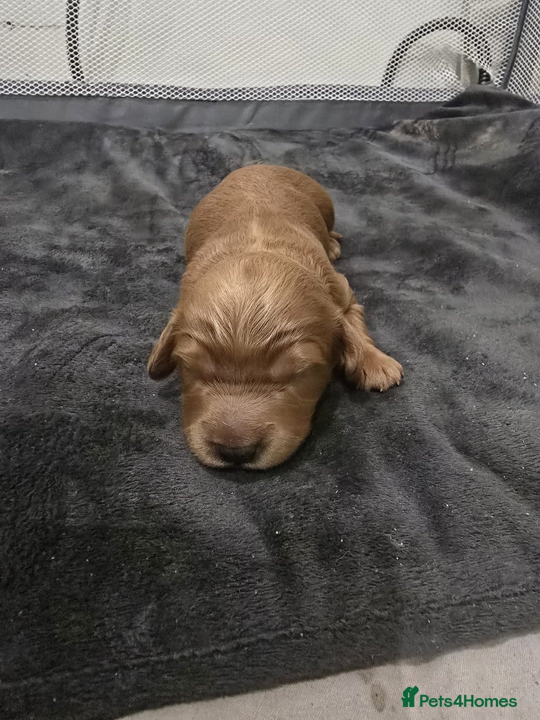 Cavapoo dogs for sale: Cavapoo puppies!!  - Image 3