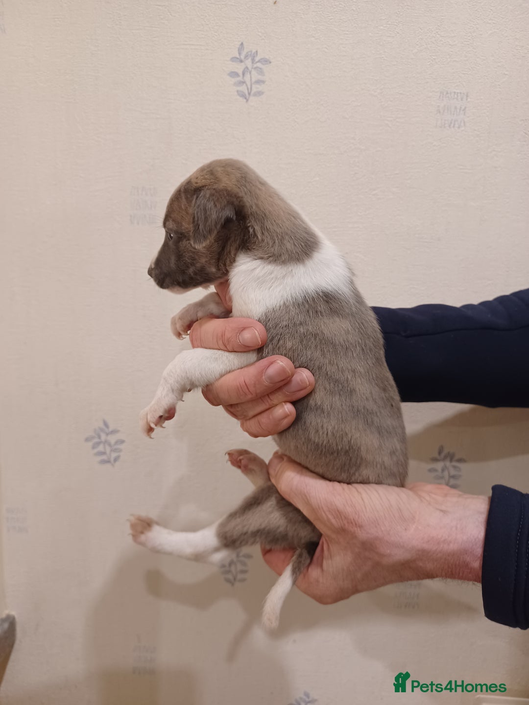 Whippet dogs for sale: Beautiful KC Reg Whippet Puppies - Advert 12